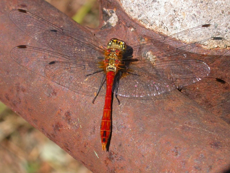 Sympetrum sanguineum e Orthetrum brunneum (imm.)